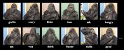 Koko the gorilla vocabulary Meme Template