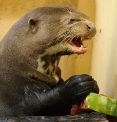 Disgusted Otter Meme Template