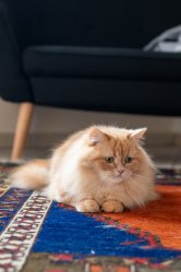 Depressed Cat Meme Template