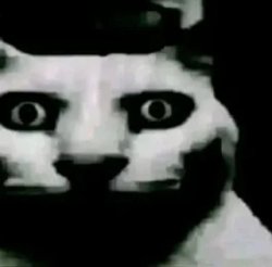 Husk Cat Meme Template