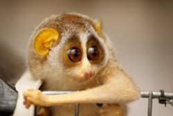 Creepy Cute Loris Meme Template