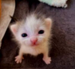 Silly goober :3 Meme Template