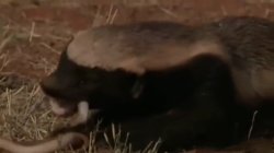 Honey Badger Don't Care Meme Template