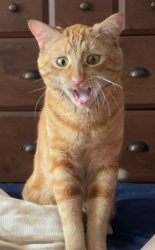 Arguing orange cat Meme Template