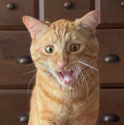 Angry orange cat Epstein Meme Template