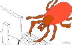 Tick Meme Template