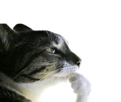 Cat thinkin Meme Template