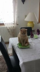 cat dining Meme Template