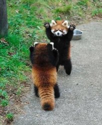 Red Panda Meeting Meme Template