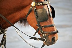 Horse Blinders Meme Template