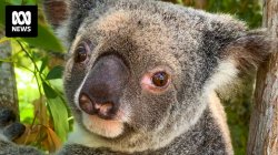 Koala Meme Template
