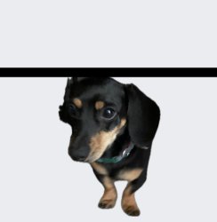 No __________? Meme Template