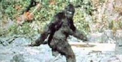 LIKE A SASQUATCH Meme Template
