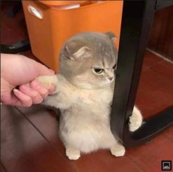Angry Cat Helping Hand Meme Template