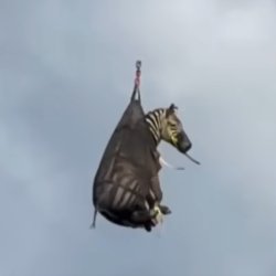 Ed the Zebra Meme Template
