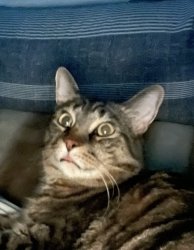 Shocked kitty Meme Template
