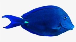 Pasttat Blue tang Meme Template