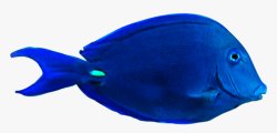 Pasttat Blue Tang Meme Template