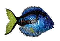 Swimways rainbow reef fish Meme Template