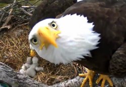 eagle looking up Meme Template