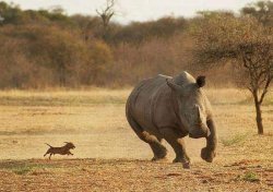 dog chasing rhino Meme Template