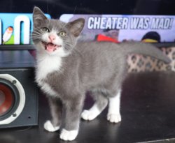 Happy Kitten Meme Template