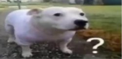 confused dog Meme Template