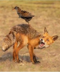 Fox ahhhhhhh Meme Template