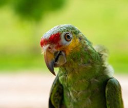 parrot Meme Template