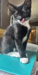Tongue tongue Bootsie Meme Template