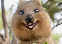Quokka smile Meme Template