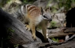 numbat Meme Template