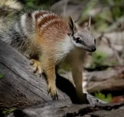smallnumbat Meme Template