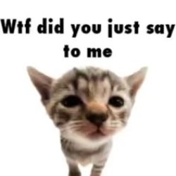 What the hell Meme Template