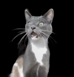 Speechless Cat Meme Template