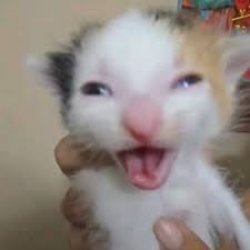 Happy cat Meme Template