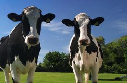 Two cow debate Meme Template