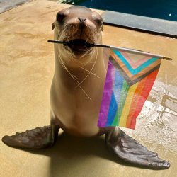 Gay Seal Meme Template
