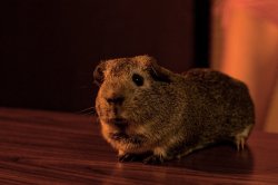 Charlie the Drunk Guinea Pig Meme Template