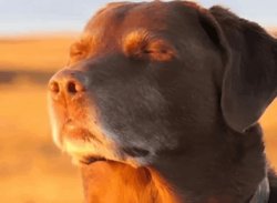 Relaxed dog Meme Template