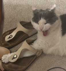 Screamo Kitty Meme Template