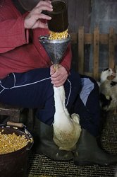 duck feeding Meme Template