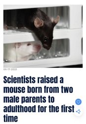 Scientists raised a mouse born from 2 male parent Meme Template