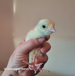 Baby turkey Busted! Meme Template