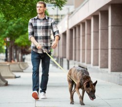 Man Walking Dog Meme Template
