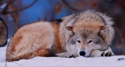 Lonely Wolf Meme Template