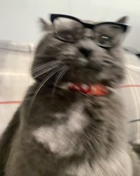 White collar cat Meme Template