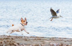 Bird chase Meme Template