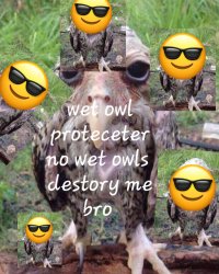 Wet Owl Protecter Meme Template