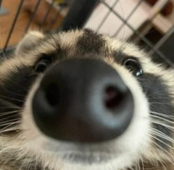 nose racoon Meme Template